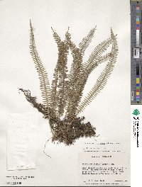 Polypodium furfuraceum image