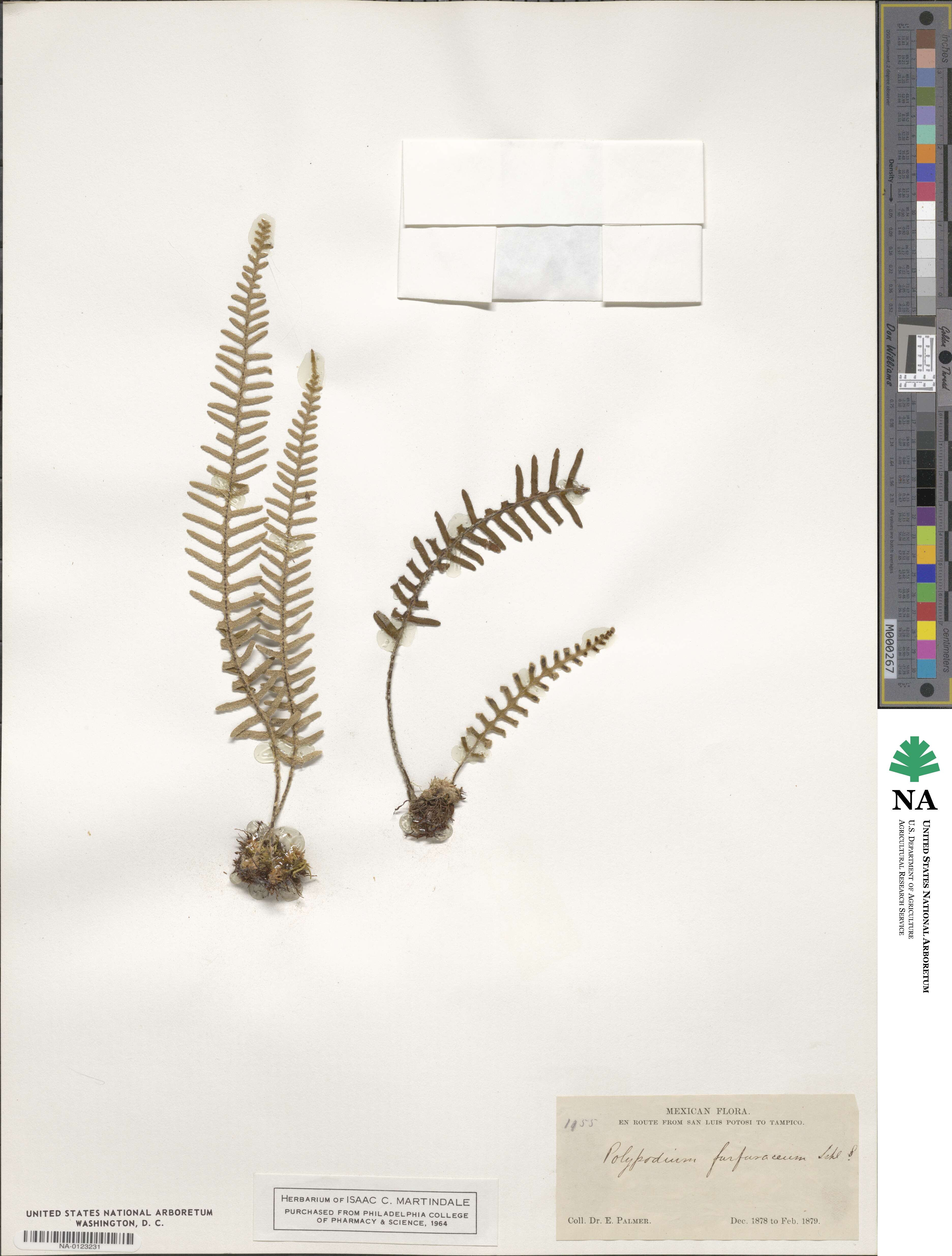 Polypodium furfuraceum image