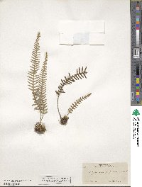 Polypodium furfuraceum image