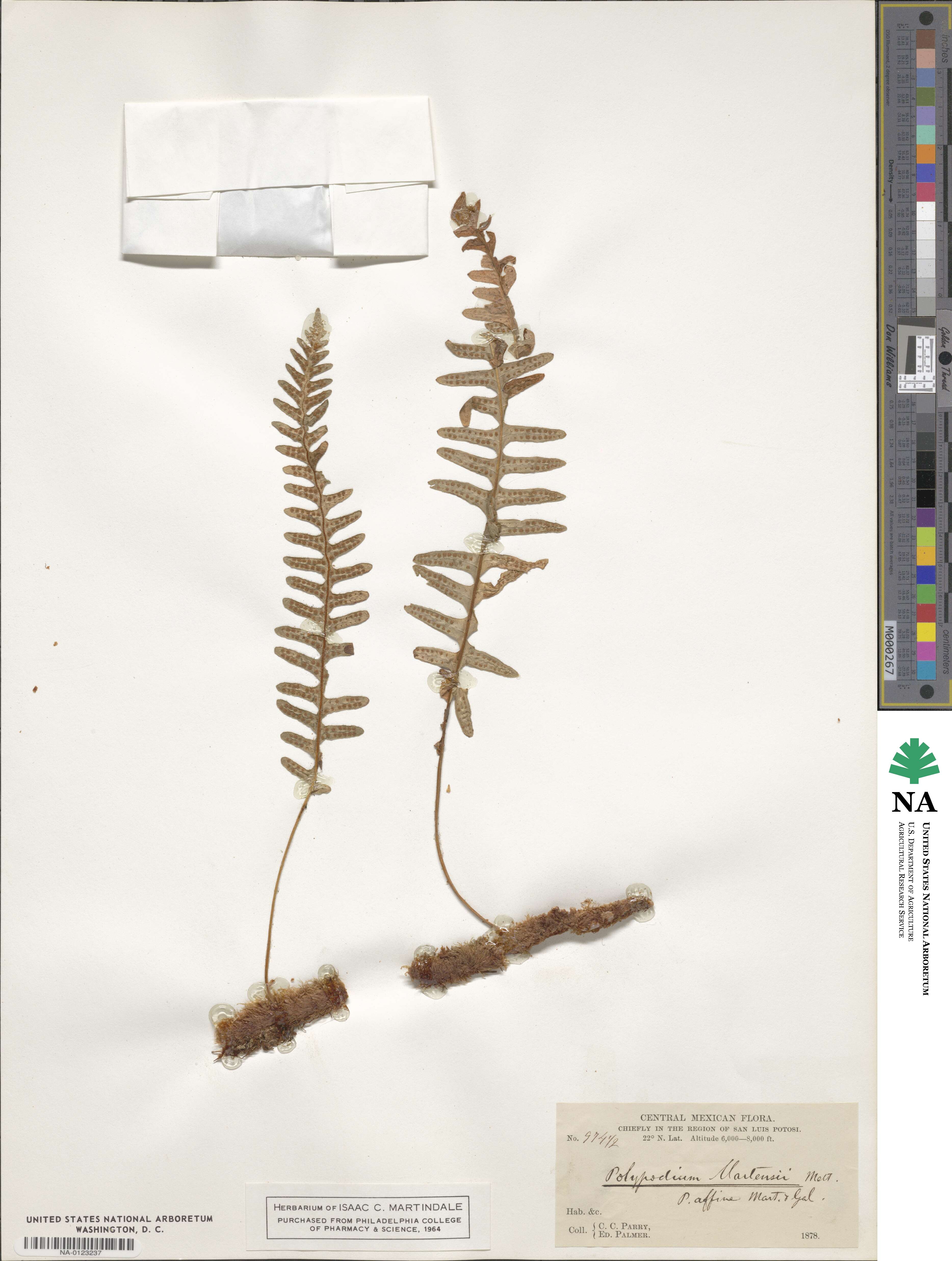 Polypodium martensii image