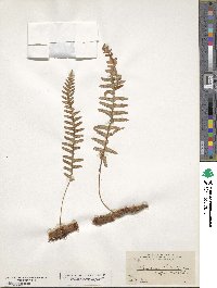 Image of Polypodium martensii