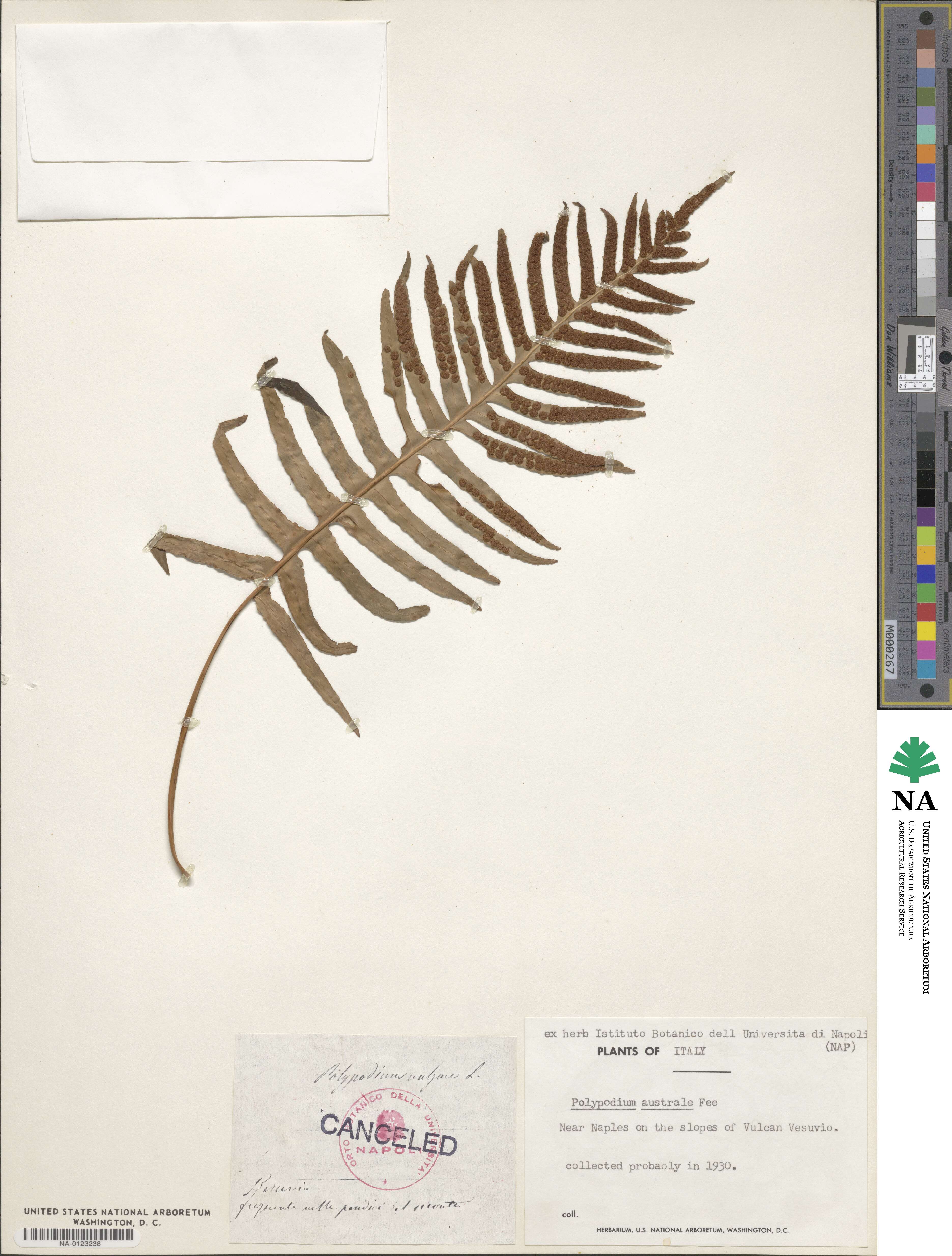 Polypodium australe image