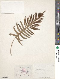 Polypodium australe image