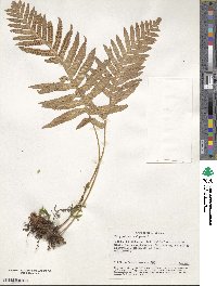 Polypodium vulgare image