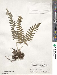 Polypodium vulgare image