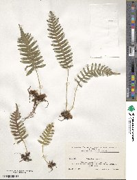 Polypodium vulgare image