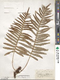 Polypodium vulgare image