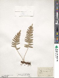 Polypodium vulgare image