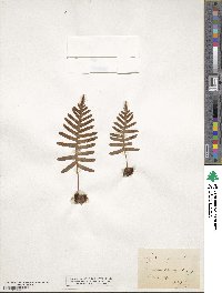 Polypodium vulgare image