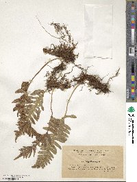 Polypodium vulgare image