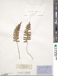 Polypodium vulgare image