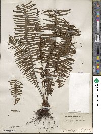 Polypodium pectinatum image