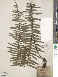 Polypodium pectinatum image