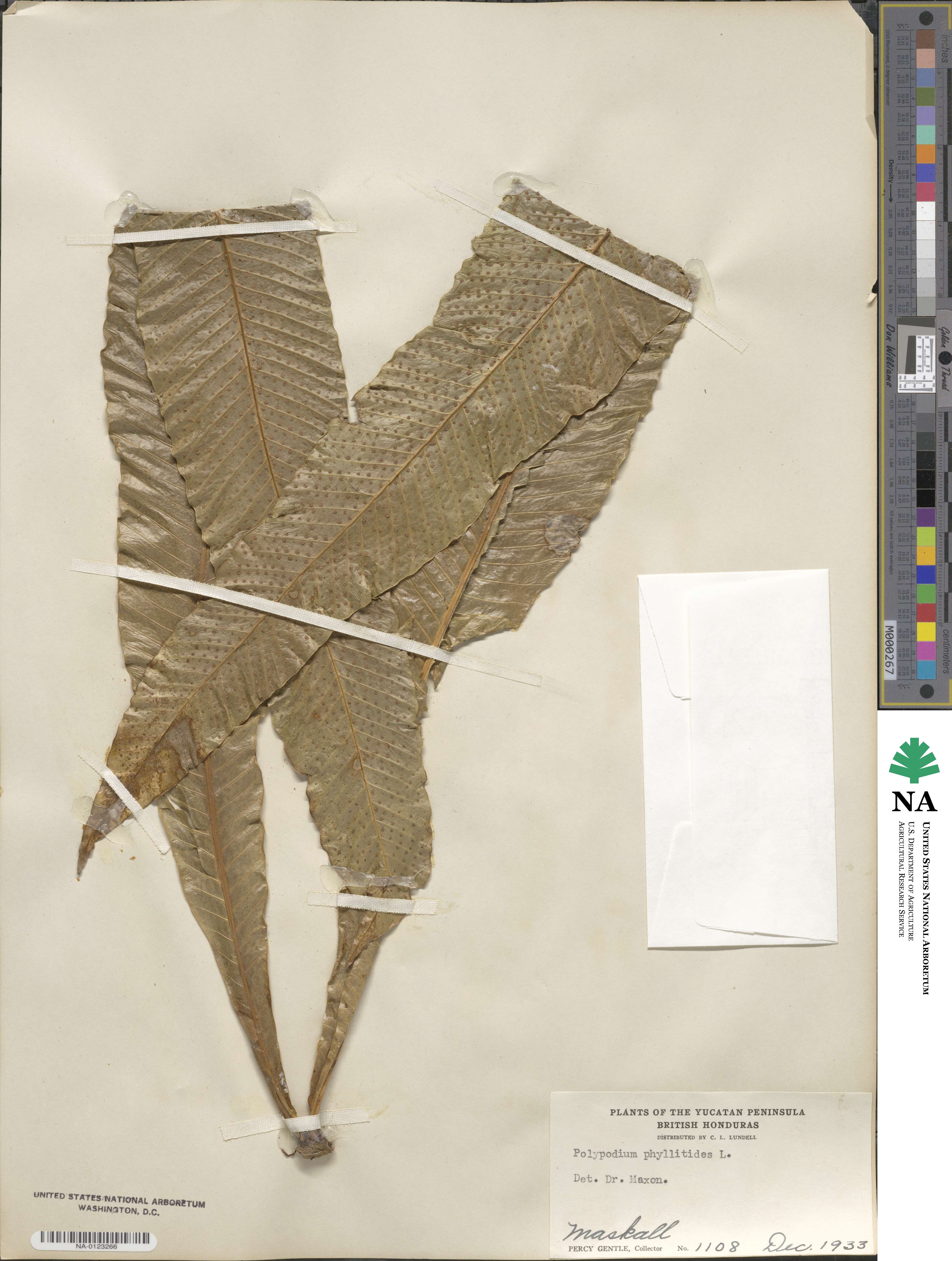 Polypodium phyllitidis image