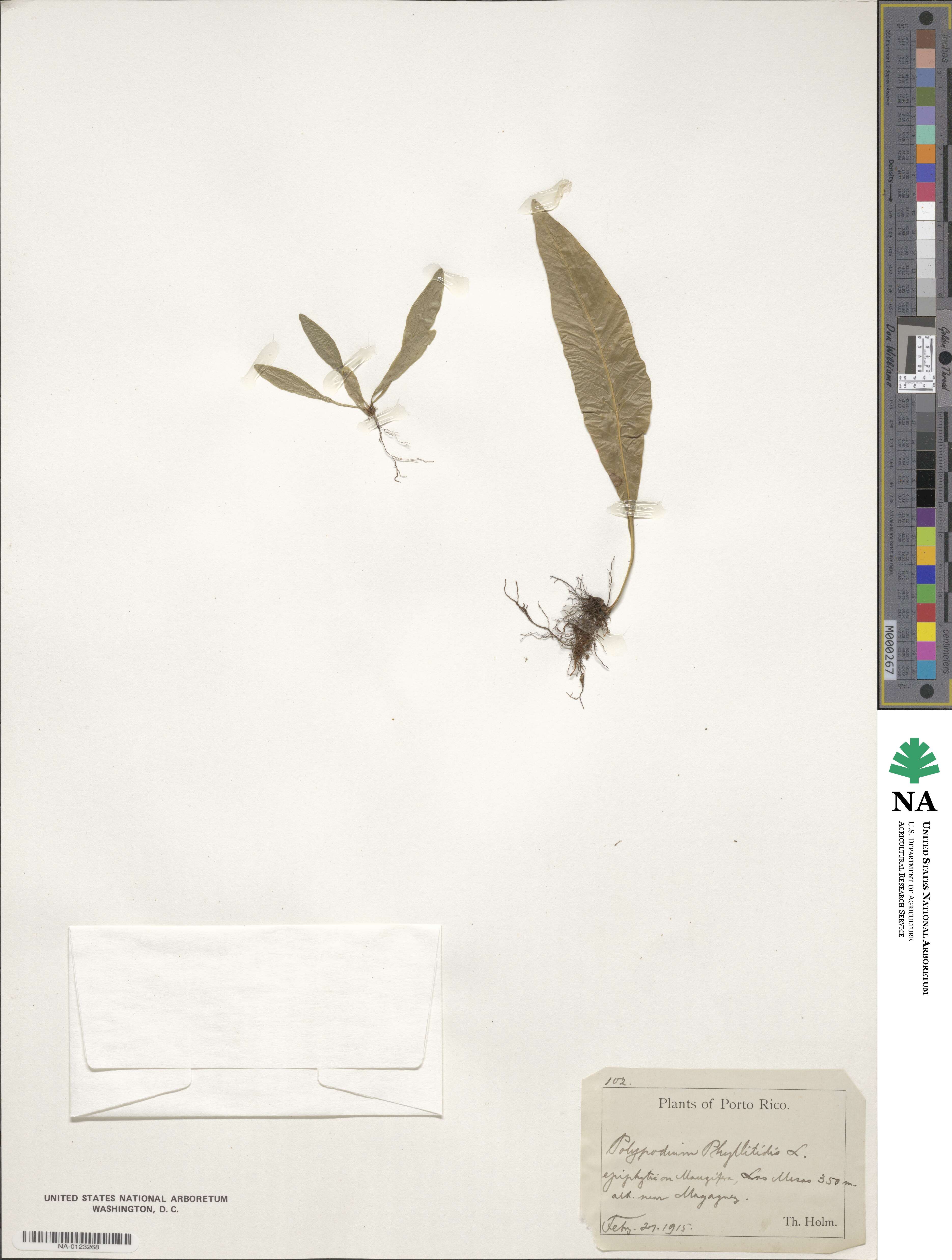 Polypodium phyllitidis image