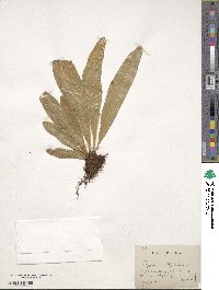 Polypodium phyllitidis image