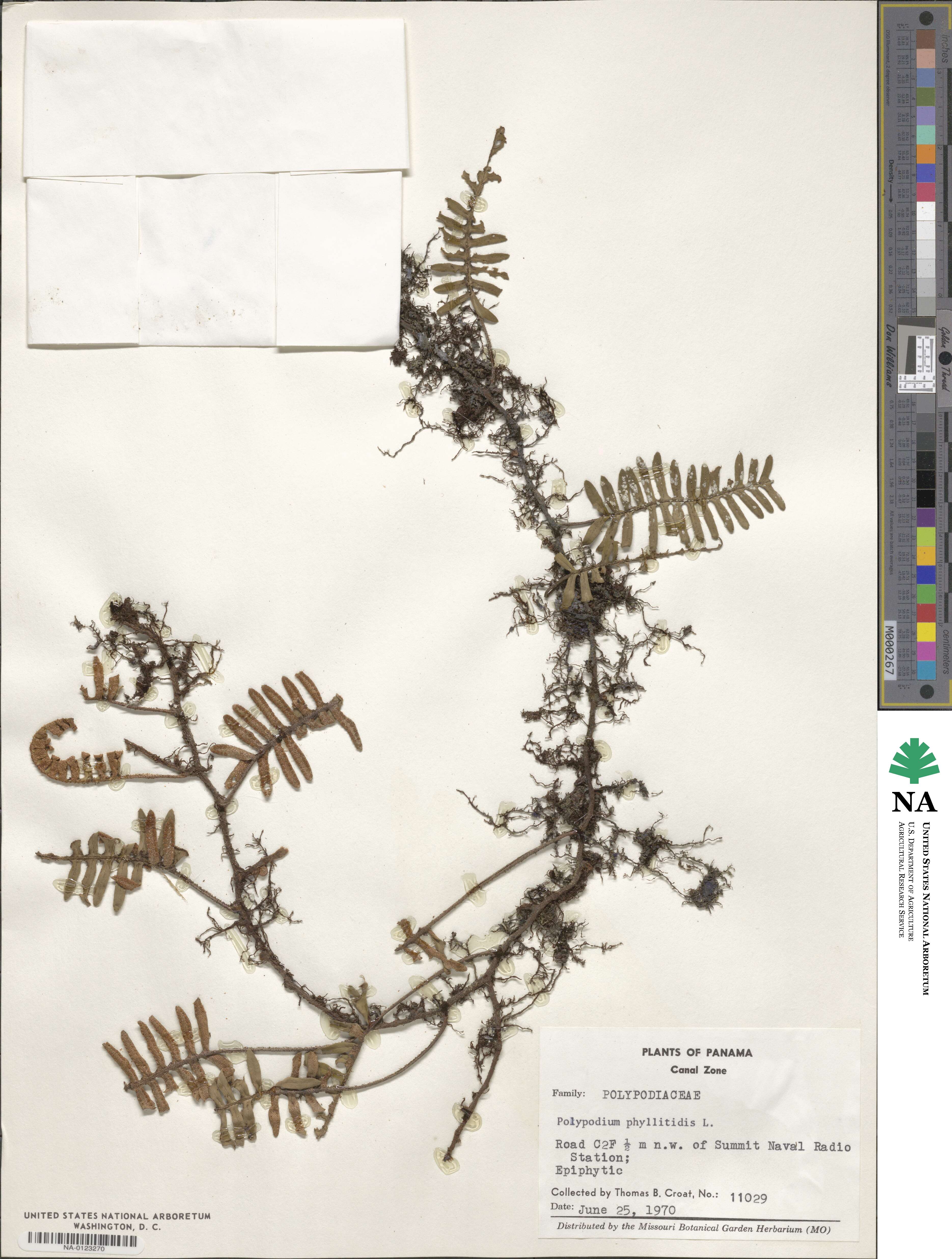 Polypodium phyllitidis image