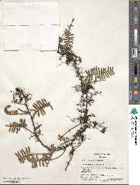 Polypodium phyllitidis image