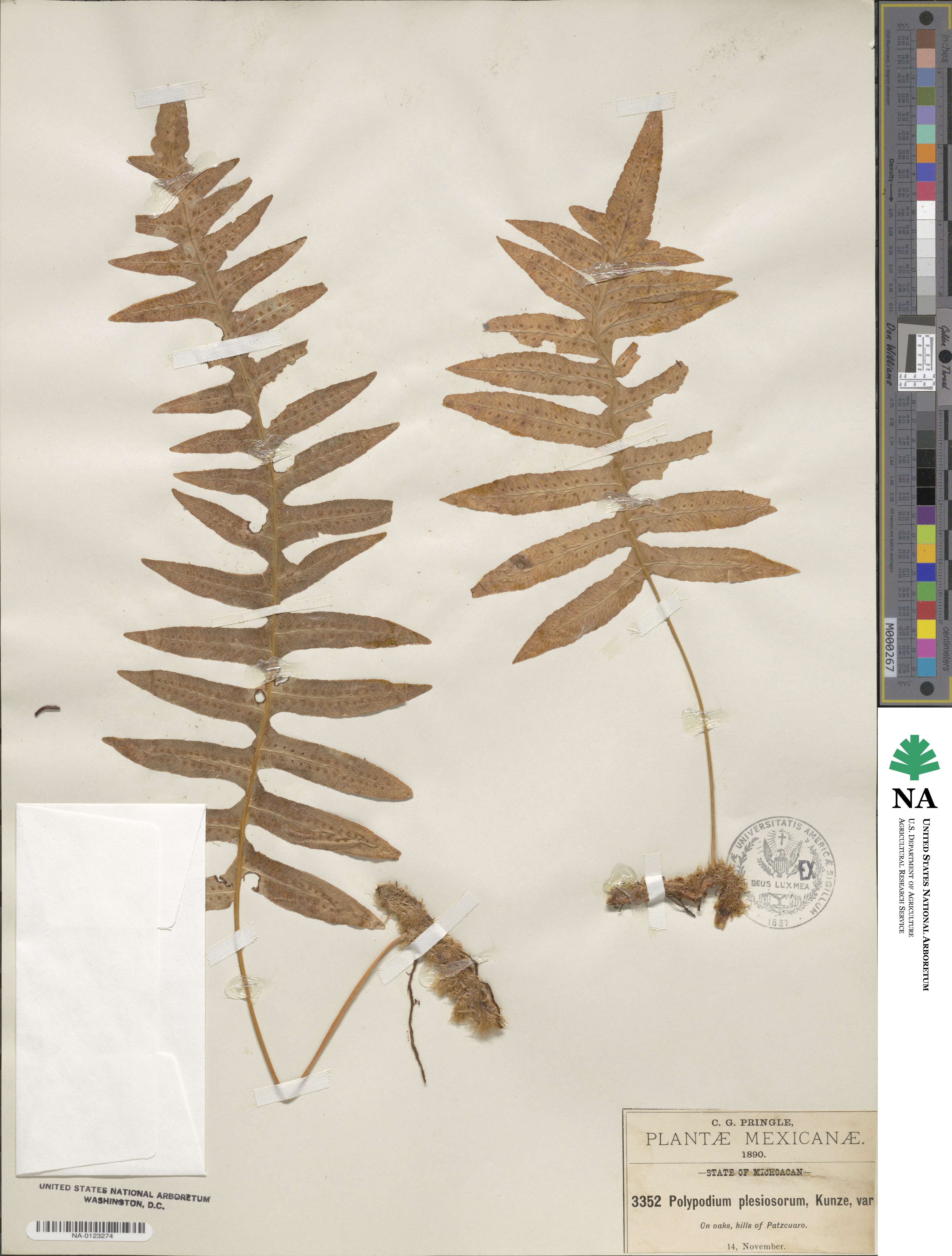 Polypodium plesiosorum image