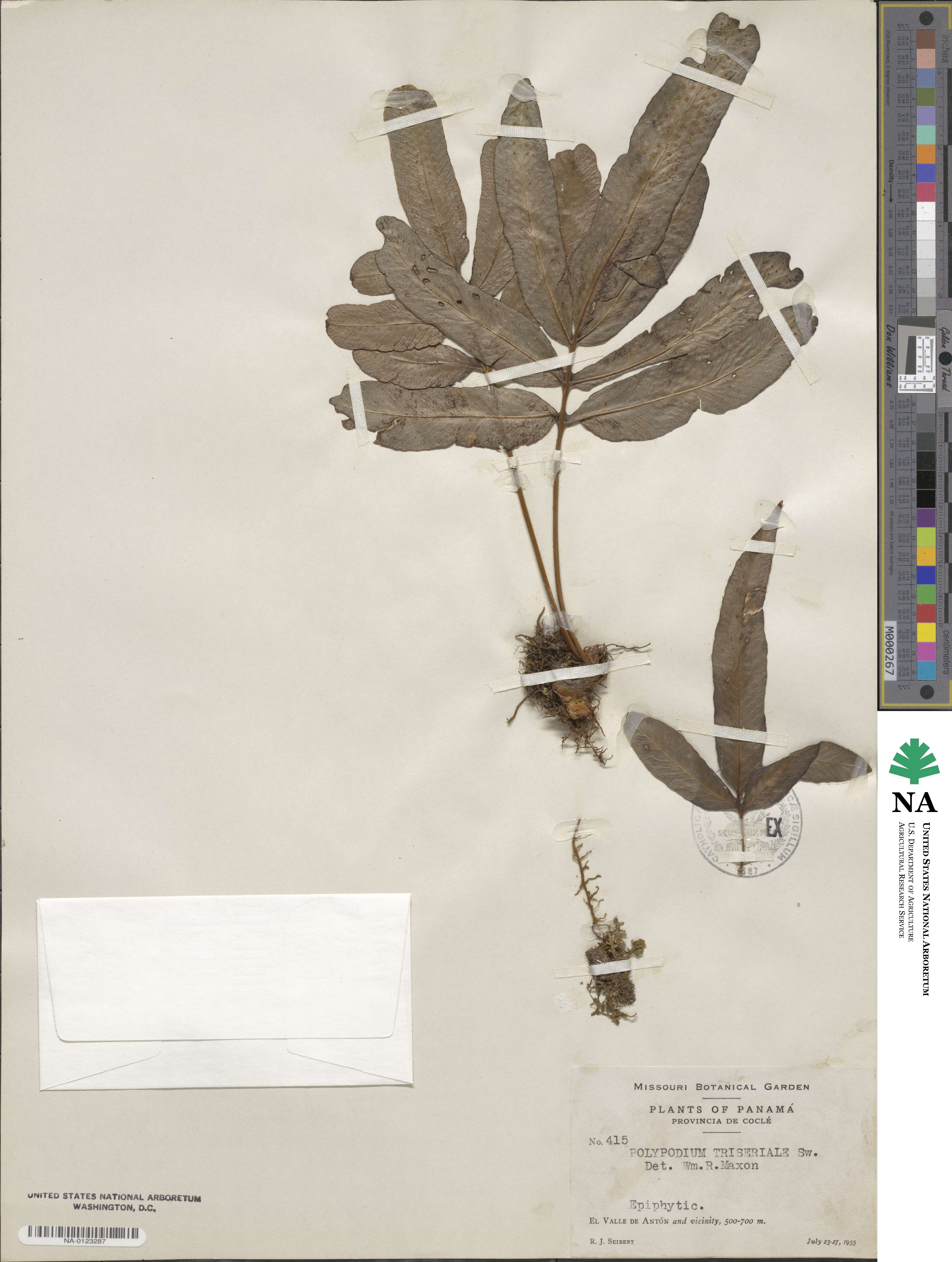 Serpocaulon triseriale image