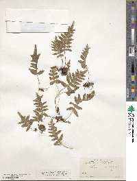 Polypodium vulgare image