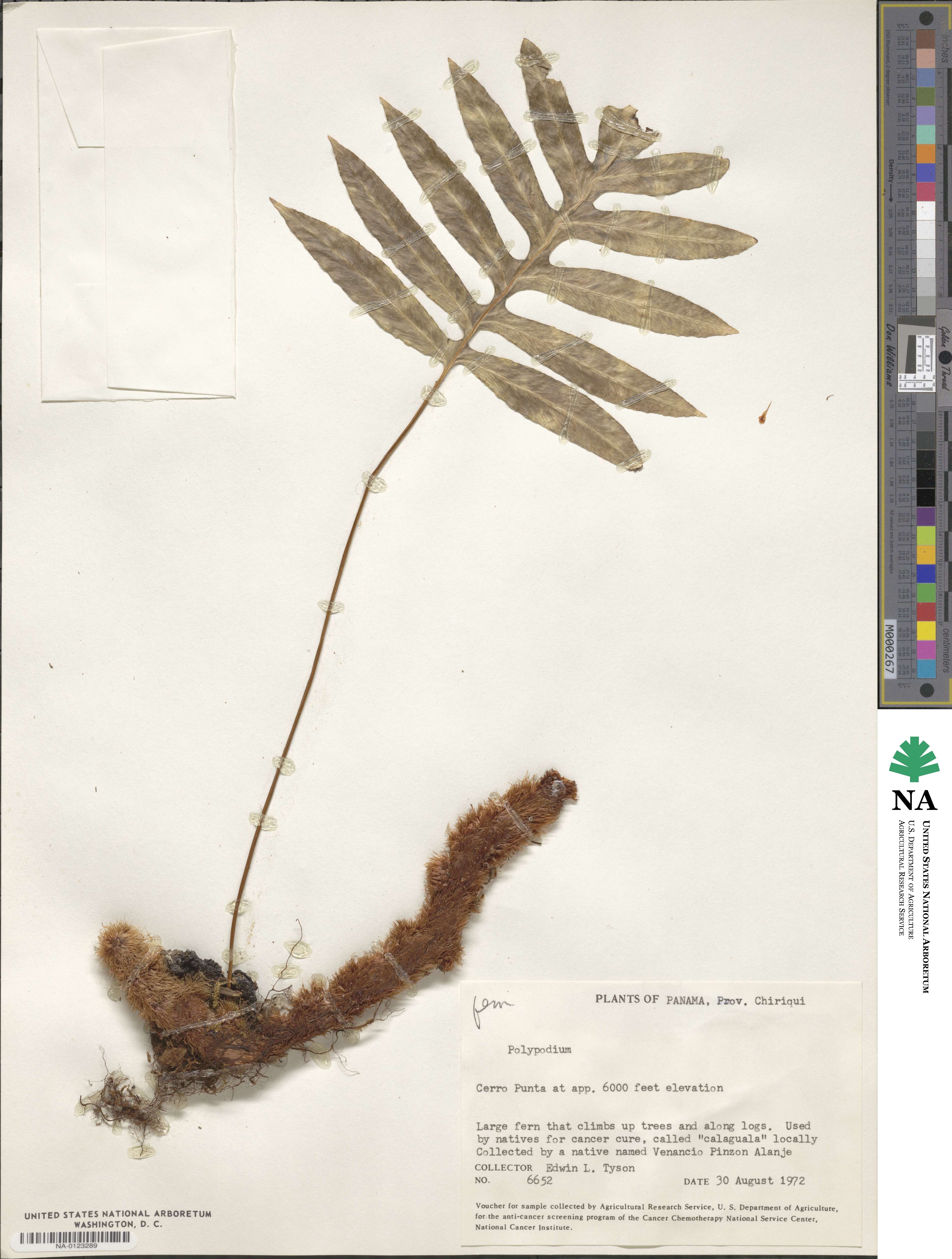 Polypodium image