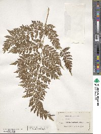 Parapolystichum effusum image