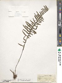 Polypodium pectinatum image