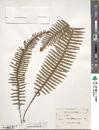 Polypodium pectinatum image