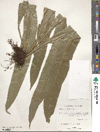 Polypodium phyllitidis image