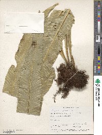 Polypodium phyllitidis image