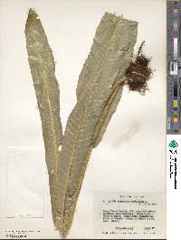 Polypodium phyllitidis image