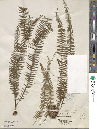 Image of Lellingeria apiculata