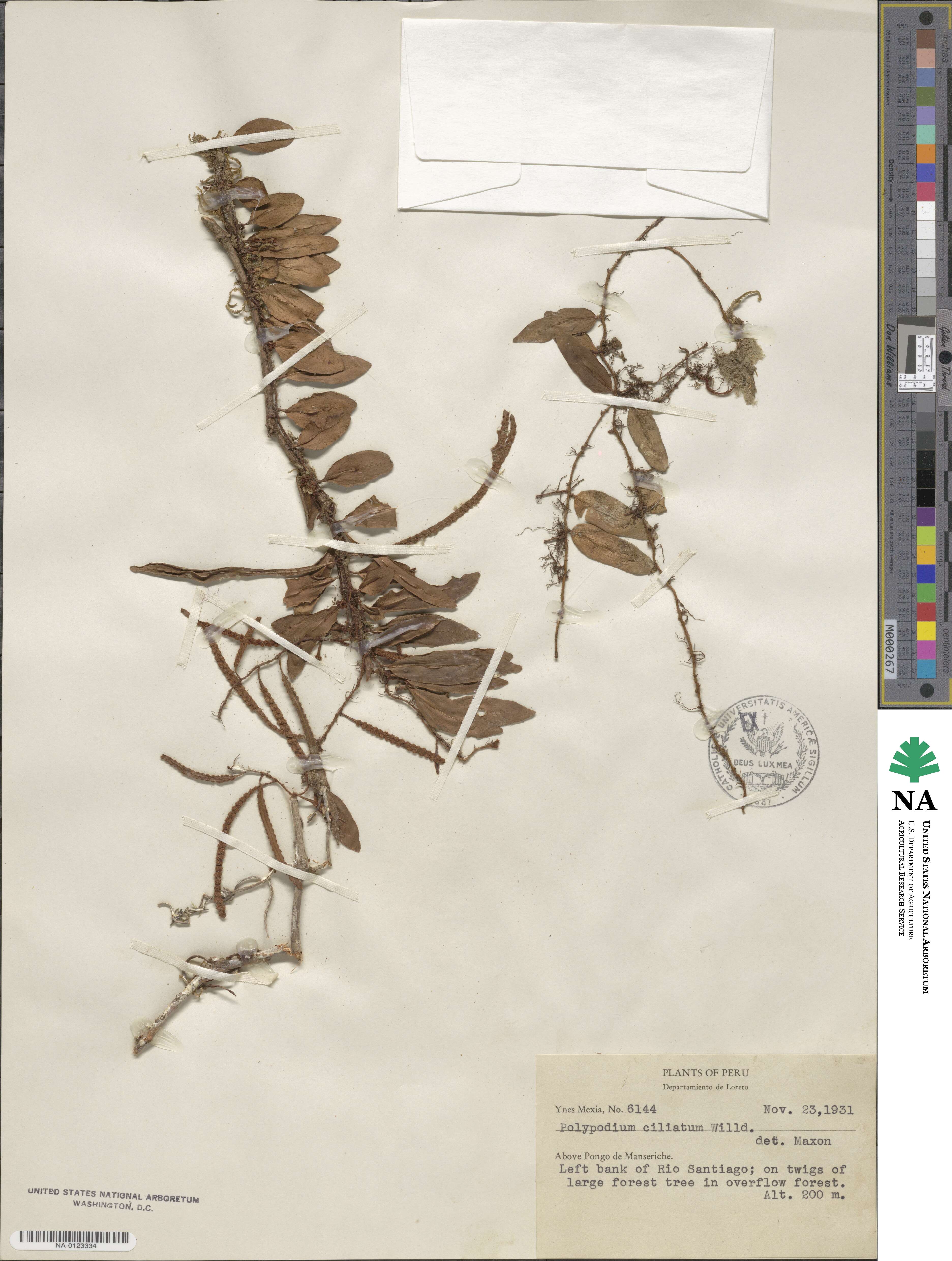 Polypodium ciliatum image