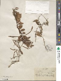 Polypodium ciliatum image