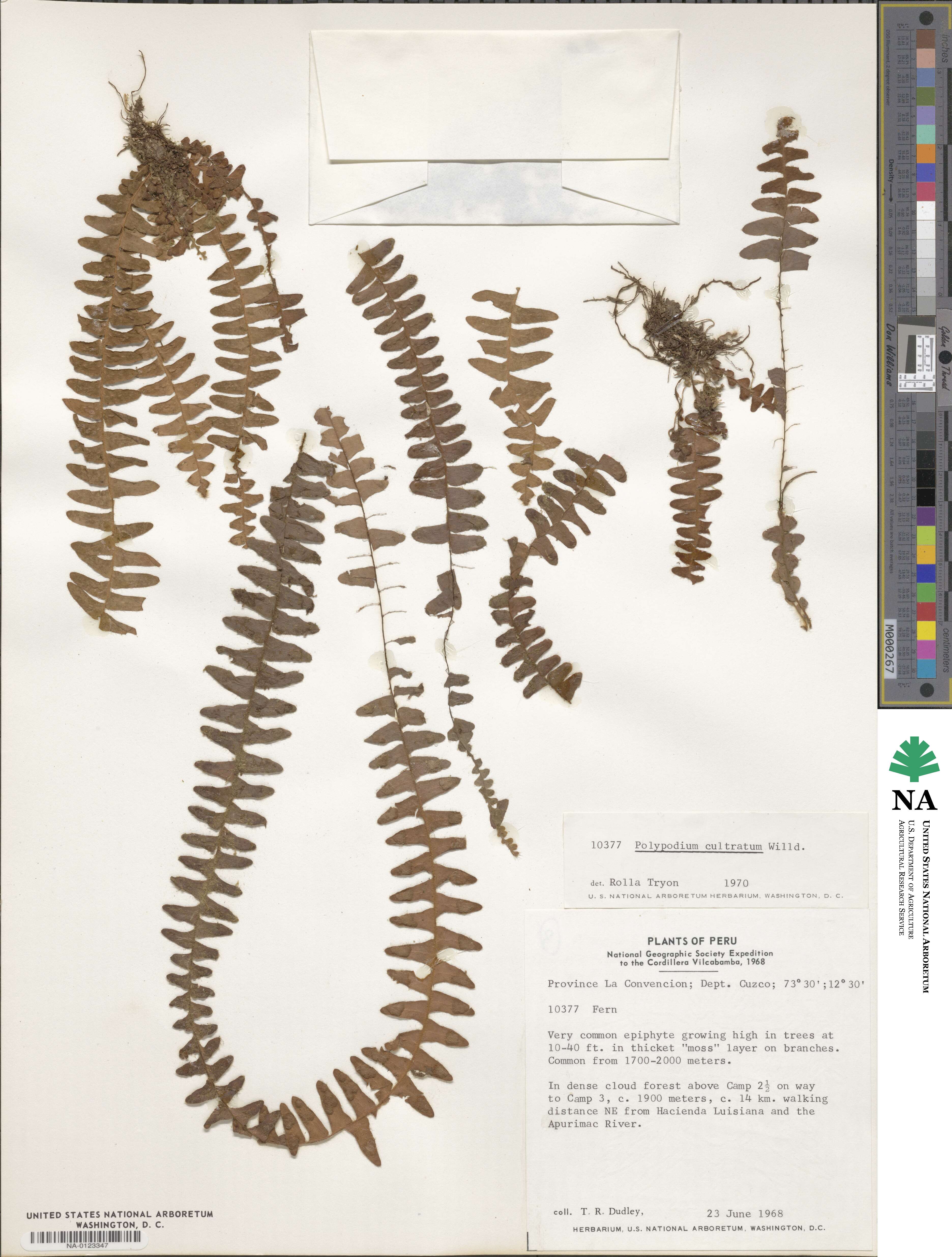 Alansmia cultrata image