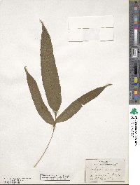 Polypodium decurrens image