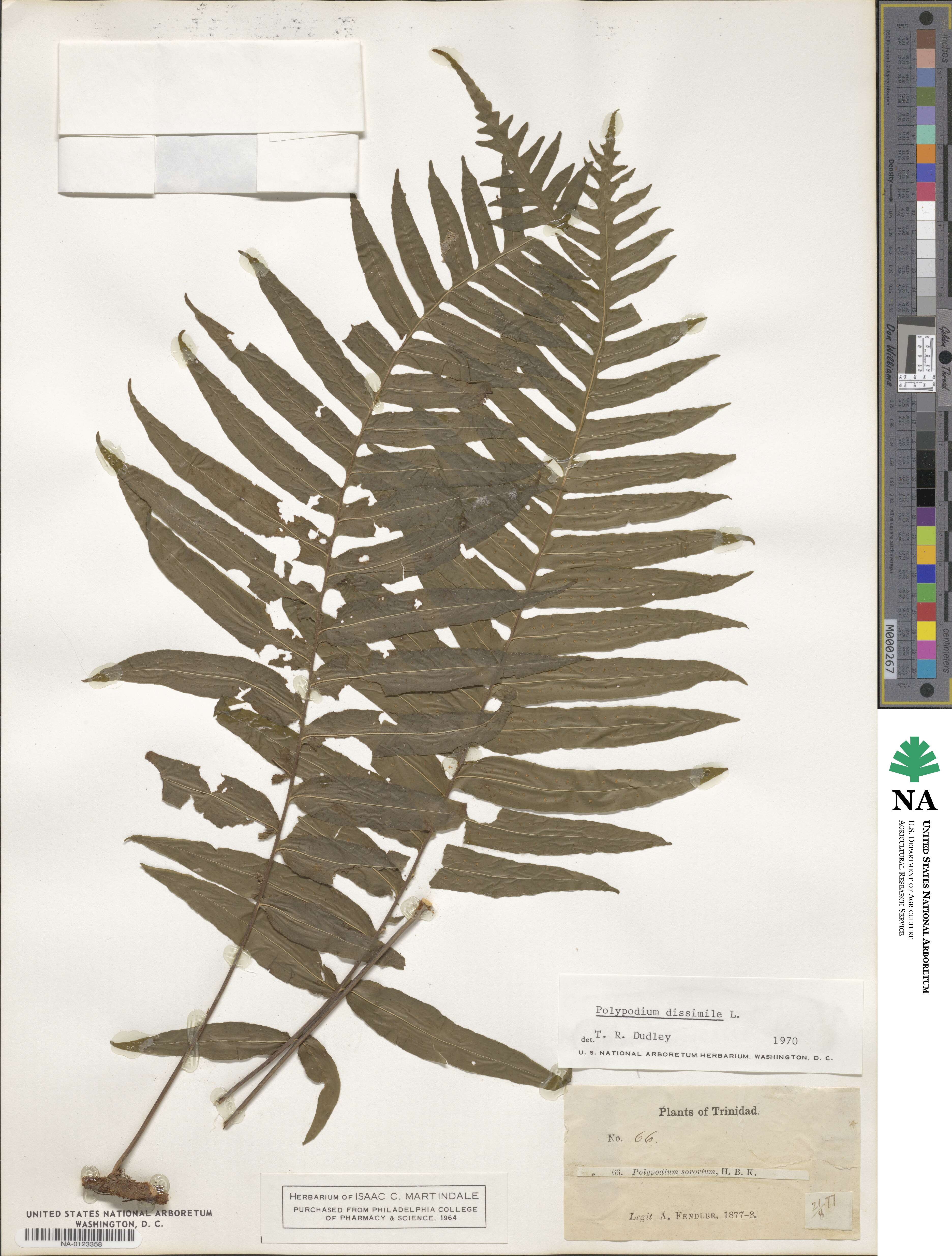 Polypodium dissimile image