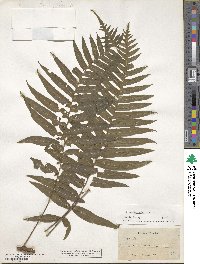 Polypodium dissimile image