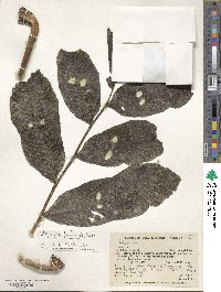 Image of Campyloneurum magnificum