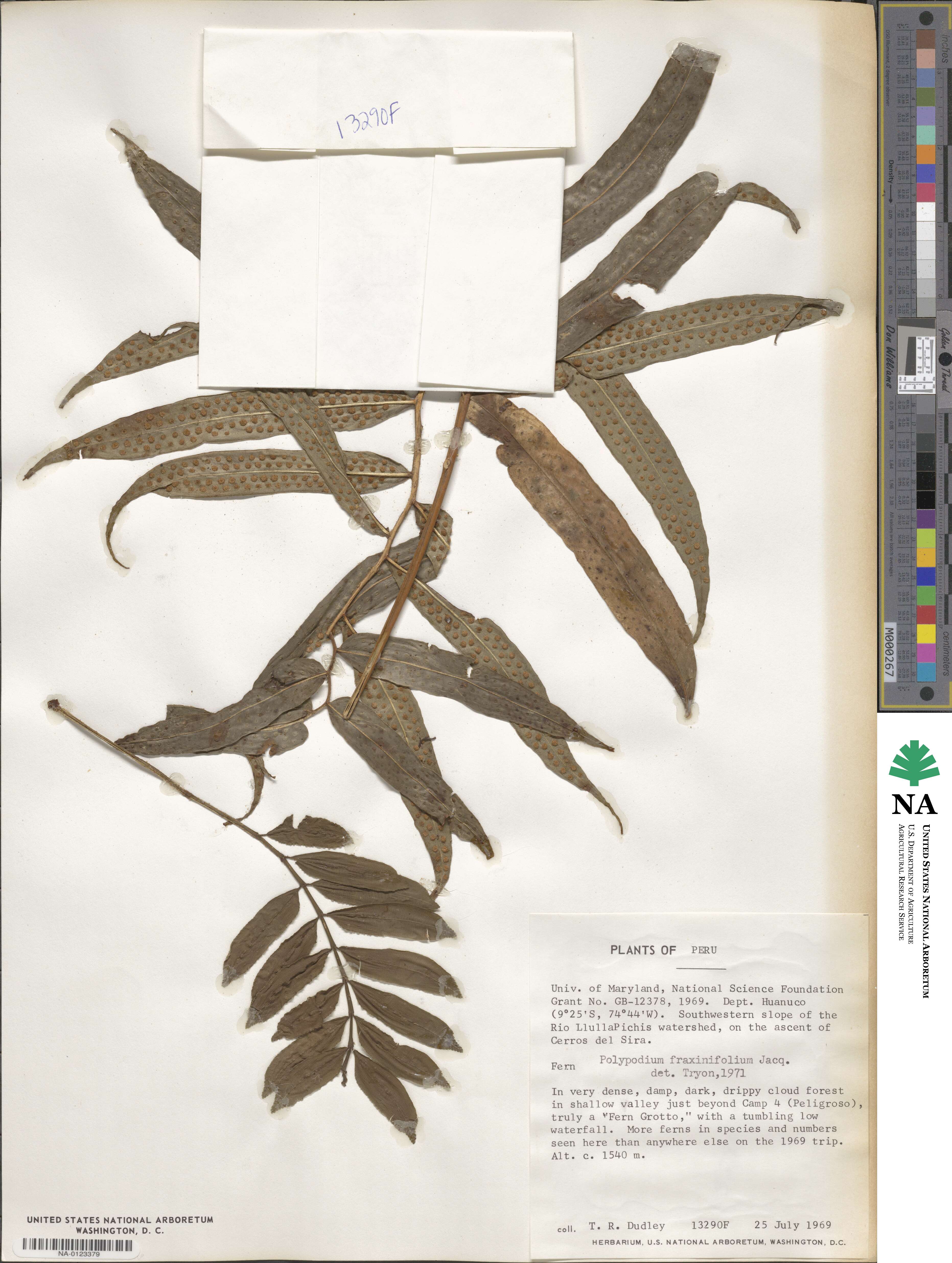 Polypodium fraxinifolium image