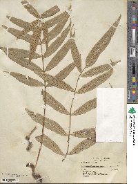 Polypodium fraxinifolium image