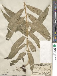 Polypodium fraxinifolium image