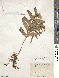 Polypodium fraxinifolium image