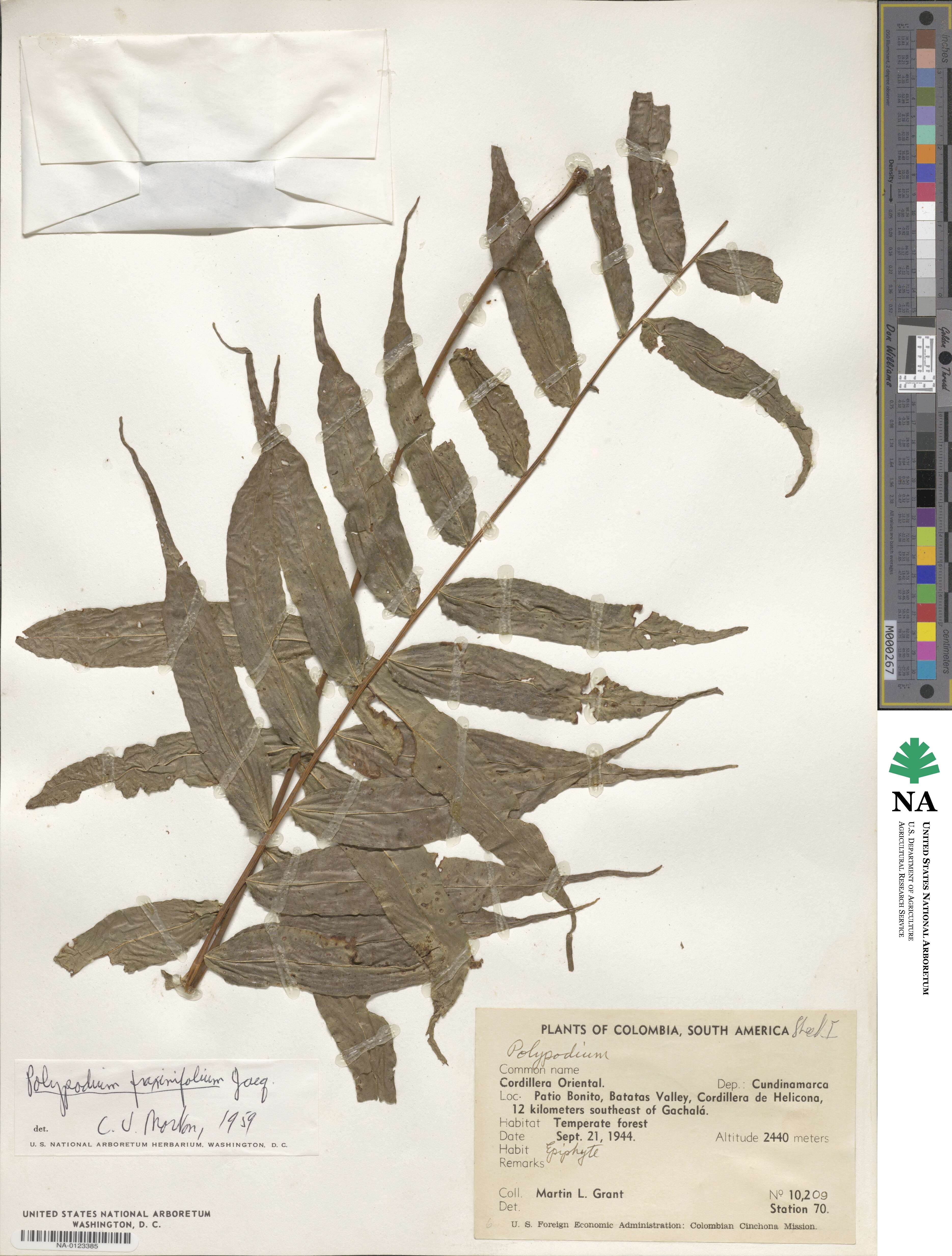 Polypodium fraxinifolium image