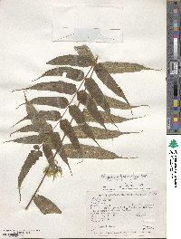 Polypodium fraxinifolium image