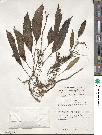 Serpocaulon levigatum image