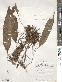 Serpocaulon levigatum image