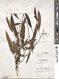 Serpocaulon levigatum image