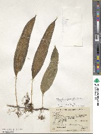 Serpocaulon levigatum image